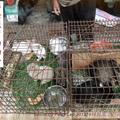 虎頭山入口處-非法販賣動物者