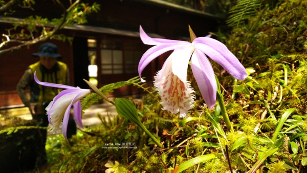 21阿里山櫻花季sl 31蒸氣火車一葉蘭霧社櫻祝山觀日步道 皓呆土豆的部落格 Udn部落格