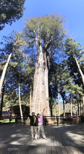 21阿里山櫻花季sl 31蒸氣火車一葉蘭霧社櫻祝山觀日步道 皓呆土豆的部落格 Udn部落格