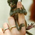 手指猴