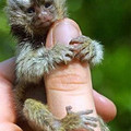 手指猴