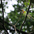 前幾日(2012/6/21)再度於大安公園目睹新的一對五色鳥完成愛巢, 在枝頭上舉行浪漫愛的進行式。以下是這段愛的見證 . . .