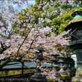 東京上野公園櫻花