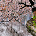 東京上野公園櫻花