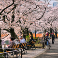 東京上野公園的櫻花, 鋪天蓋地 . . . .
