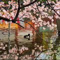 東京上野公園櫻花