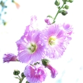花卉