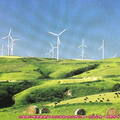 (661)宗谷丘陵、風車群及宗谷黑牛