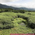 (431)知床五湖-高架木棧道週邊景致