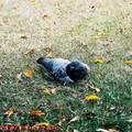(031)布里斯本-南岸公園之鴿子