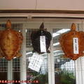 (284)長崎鼻-海龜龜甲藝品