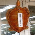 (286)長崎鼻-海龜龜甲藝品