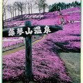 (002)北海道-藻琴山芝櫻