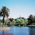 (245)墨爾本-皇家植物園