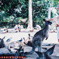 (049)布里斯本-龍柏百年無尾熊公園之袋鼠