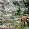 (405)傑士伯-北美紅鹿(加拿大馬鹿)