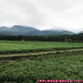 (310)北海道-斜里岳與途中農田景觀
