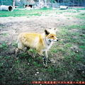 (471)北見狐狸牧場-赤狐