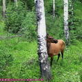 (408)傑士伯-北美紅鹿(加拿大馬鹿)