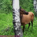 (411)傑士伯-北美紅鹿(加拿大馬鹿)