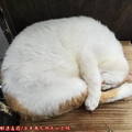 (180)鹿兒島-城山公園展望台之可愛貓咪
