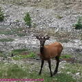 (412)傑士伯-北美紅鹿(加拿大馬鹿)