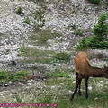 (413)傑士伯-北美紅鹿(加拿大馬鹿)