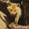 (485)北海道-小赤狐(翻拍旅遊DM)