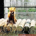 (488)花蓮兆豐農場-赤狐(紅狐)