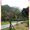(042)金瓜石黃金博物館-櫻花與茶壺山