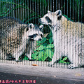 (312)台北市立動物園-北美浣熊