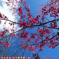 (060)新中橫-路邊停車場之山櫻花