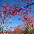 (066)新中橫-路邊停車場之山櫻花