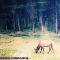 (012)加拿大洛磯山脈－班夫國家公園途中之野生糜鹿