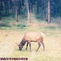 (013)加拿大洛磯山脈－班夫國家公園途中之野生糜鹿