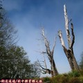 (069)新中橫-夫妻樹