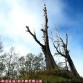 (072)新中橫-夫妻樹