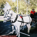 (179)墨爾本-乘坐馬車繞市區