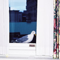 (264)維多利亞-帝后城堡飯店房間窗邊的海鷗