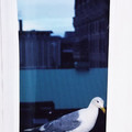 (265)維多利亞-帝后城堡飯店房間窗邊的海鷗