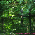 (358)卡布蘭諾吊橋公園-大藍鷺