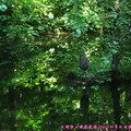 (359)卡布蘭諾吊橋公園-大藍鷺
