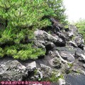 (032)櫻島火山-有村溶岩展望台之火山溶岩、火山灰