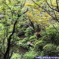 (456)東京高尾山-鳥山餐廳庭園造景