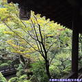 (457)東京高尾山-鳥山餐廳庭園造景