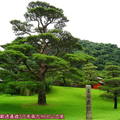 (100)鹿兒島-仙巖園之松樹造景