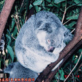 (157)澳洲黃金海岸-夢幻世界之無尾熊
