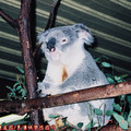 (159)澳洲黃金海岸-夢幻世界之無尾熊