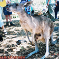 (161)澳洲黃金海岸-夢幻世界之袋鼠