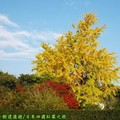 (025)日本四國香川縣-栗林公園之銀杏
